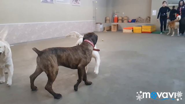 Потомство Войс Вельд Бейлис,Белла,Бастер🥰🥰🥰 смотреть онлайн