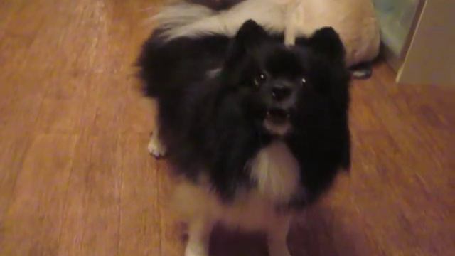 Шпиц гавкает:) смотреть онлайн