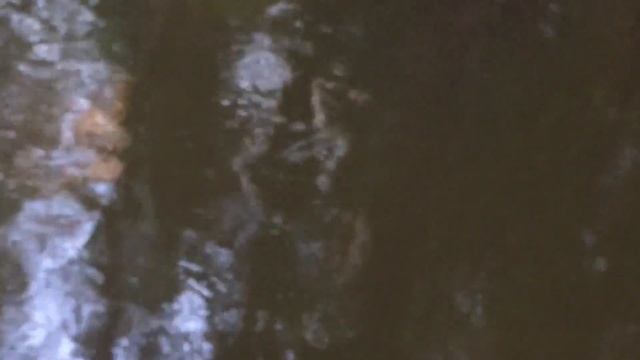 Заброшенная речка!!! САЗАНЫ МОНСТРЫ (8-10 кг) Голодненские крокодилы (Смолка). смотреть онлайн