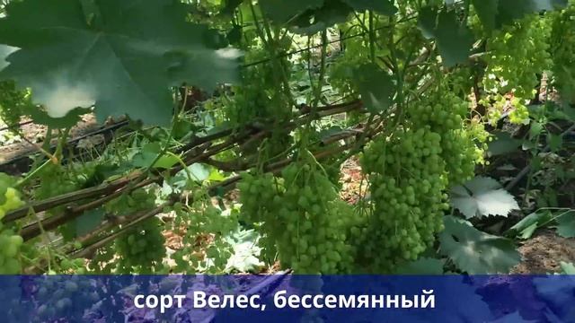 Питомники саженцев винограда. Виноград в теплице. смотреть онлайн