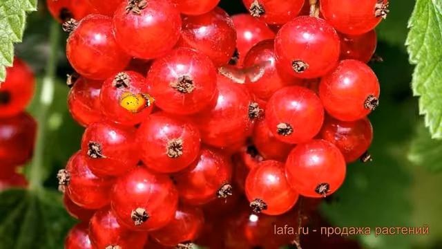 Смородина красная Розетта (ribes rubrum rosetta) ? обзор: как сажать, саженцы смородины Розетта смотреть онлайн