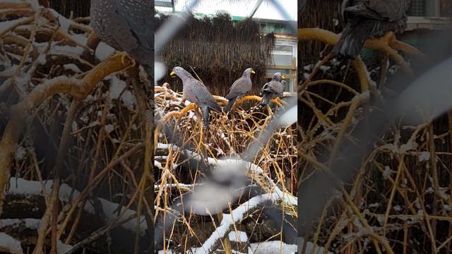 Парк птиц смотреть онлайн