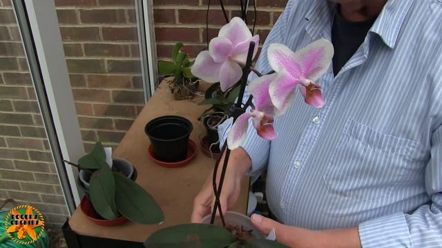 My Sunday Orchid Chat - News, "YouTube and Me", and All About Phalaenopsis смотреть онлайн