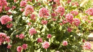 Кетрантус -красивый многолетник.