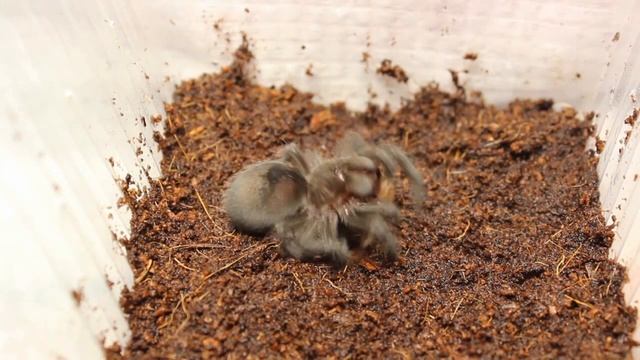 кормление паука grammostola pulchra смотреть онлайн