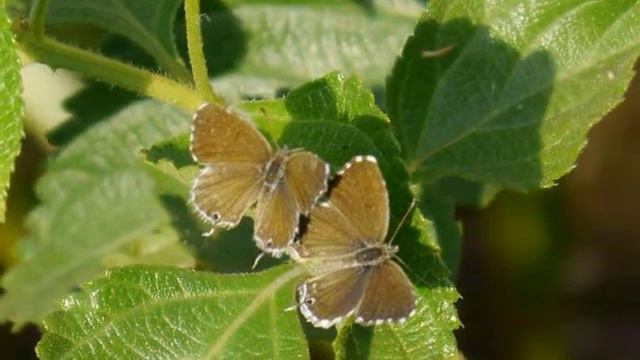 Cacyreus marshalli (f-m) - Rhodes 07.2017 - GRECE смотреть онлайн