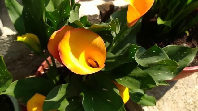 Каллы в моем саду. 2022 г. смотреть онлайн