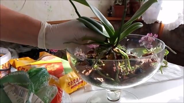 Закрытая система для орхидей. Как сделать групповую посадку? смотреть онлайн