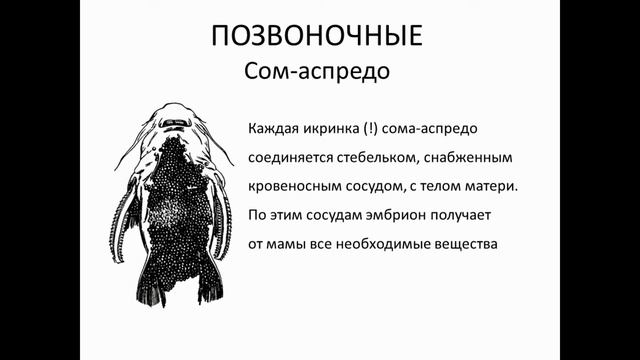 Мамы всякие нужны. О заботе о потомстве у животных смотреть онлайн