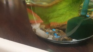 Сомик коридорас, размножение, нерест.