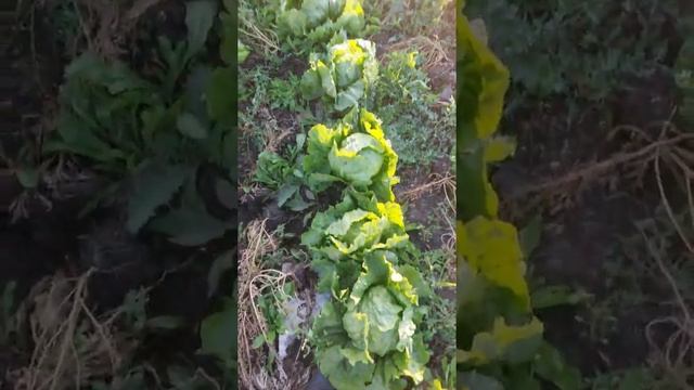 Горячие Салаты