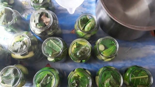 МАРИНУЮ ОГУРЧИКИ! (рецепт в описании) смотреть онлайн