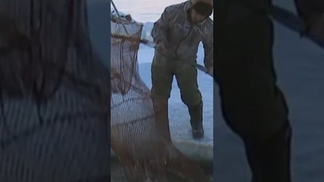 ? Как коренные северные народы ловили рыбу #shorts смотреть онлайн