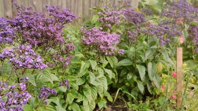 Красавец Гелиотроп. Синее облако цветов для вашего сада. смотреть онлайн