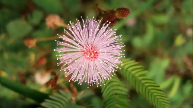 садовые цветы смотреть онлайн