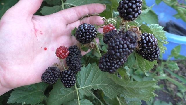 ВАЛЬДО (Waldo), вкусный сорт ежевики бесшипной. смотреть онлайн