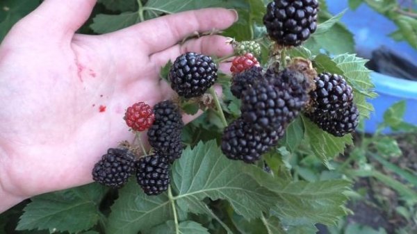 ВАЛЬДО (Waldo), вкусный сорт ежевики бесшипной.