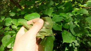 Липа мелколистная. Небольшой обзор. Сибирь.