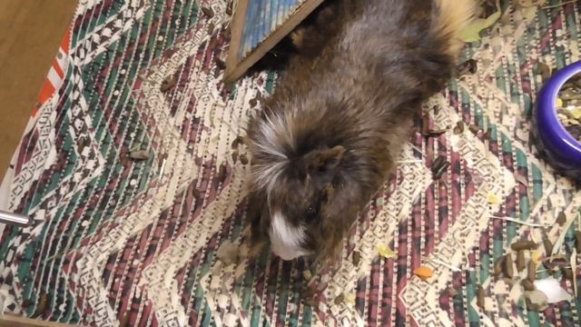 Кароб для морских свинок / Плоды рожкового дерева смотреть онлайн