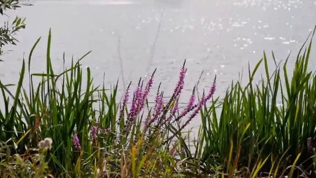 Звуки природы, река, лето. Лето с кузнечиками. смотреть онлайн