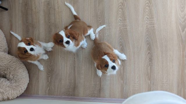 Команда "Ждать", щенкам 2.5 месяца смотреть онлайн