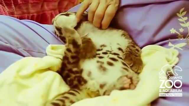 Сладкий сон маленького дымчатого леопарда смотреть онлайн