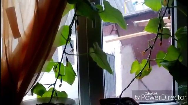 Огурцы на подоконнике( часть 1) смотреть онлайн
