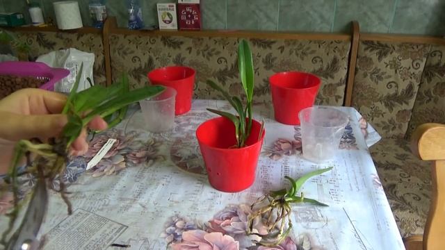 Repotting laelia purpurata orchid seedlings into semi hydro and bark смотреть онлайн