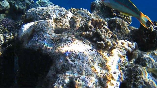 ЕГИПЕТ. ШАРМ ЭЛЬ ШЕЙХ.КРАСНОЕ МОРЕ, РИФЫ, РЫБЫ, КОРАЛЛЫ. МОЙ ПЕРВЫЙ ОПЫТ СЪЕМКИ Новый проект смотреть онлайн