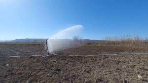 полив люцерны спринклером