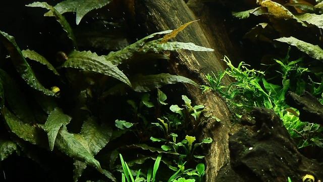 Cryptocoryne Wendtii 'Tropica'