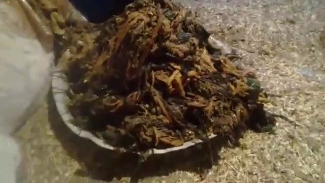 Оперирует корову вытаскивают пакеты смотреть онлайн