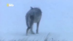 Русская душа Федора Павловича Воробьева. Охота на волка.