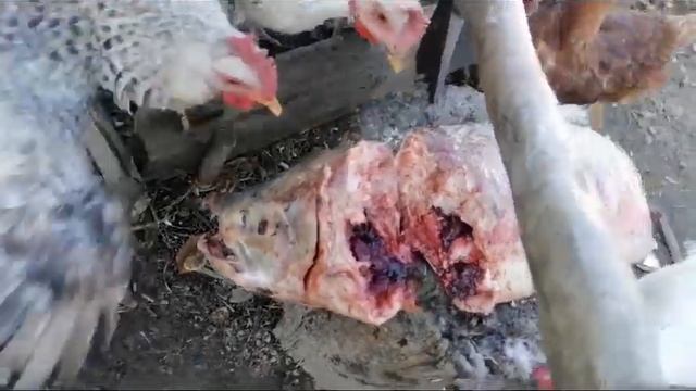 Перекус для курочек, рождённых на Амуре! смотреть онлайн