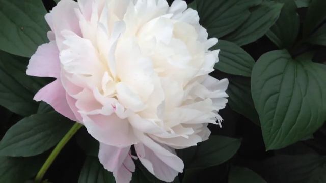 Peony White Frost - www.peonyshop.com смотреть онлайн