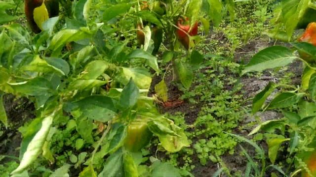 Перец КЛАУДИО F1?️от фирмы Nunhems.Крупный и урожайный гибрид. смотреть онлайн