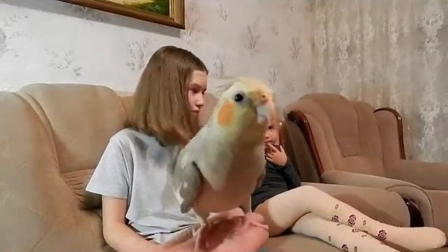 знакомство с попугаем корелла