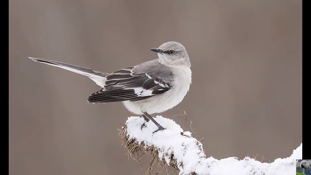 Голоса птиц: многоголосый пересмешник смотреть онлайн