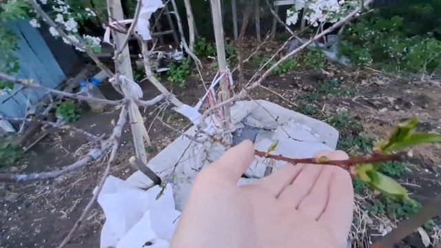 Третья обработка земляники от болезней и вредителей.11.05.23.Сев .Каз..Ч 499. смотреть онлайн