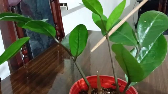 Результат укоренения замиокулькаса. смотреть онлайн