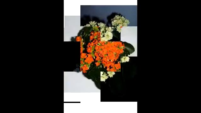 ВСЕ ВИДЫ КАЛАНХОЭ. смотреть онлайн