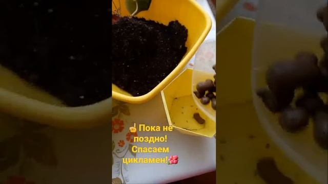 ☝Пока не поздно!Спасаем цикламен!? #цикламенпересадка #рекомендации #цикламен смотреть онлайн
