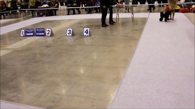 Пудель миниатюрный, классика. CACIB Новосибирск смотреть онлайн