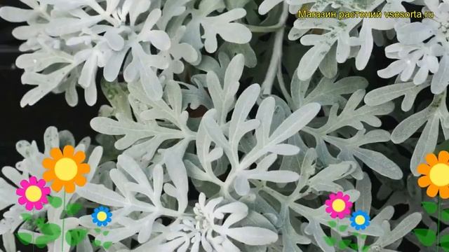 Полынь стеллера Форма Мори. Краткий обзор, описание характеристик Artemisia Stelleriana Mori`s Form