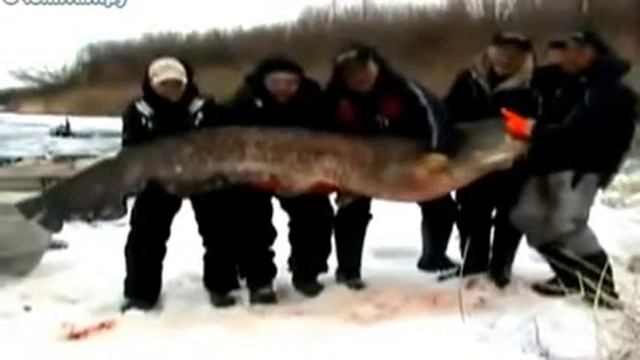 СОМ 160 кг! Чистая правда! смотреть онлайн