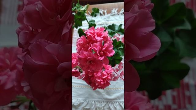 Пополнение плющелистных пеларгоний,очень красивая , махровая,но названия не знаю. смотреть онлайн