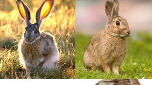 5 отличий кролика от зайца. #факты #зайцы #кролики #знания