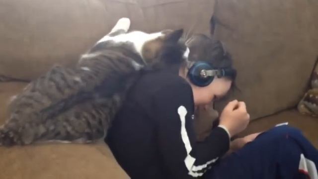 Как кот любит своего хозяина! смотреть онлайн