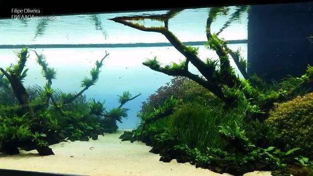 Grand Opening - Forests Underwater By Takashi Amano (Lisbon Oceanarium)