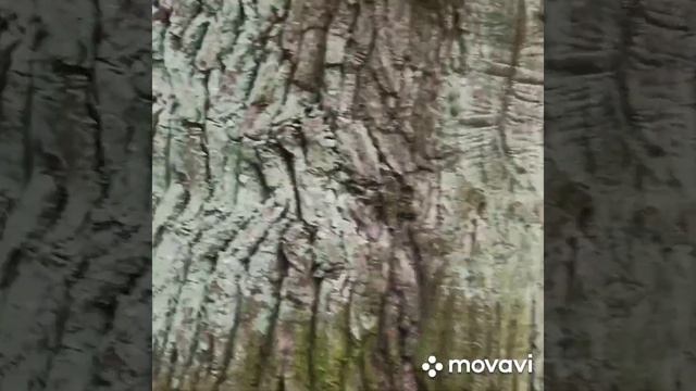 Старинная церковь 1913 года! смотреть онлайн